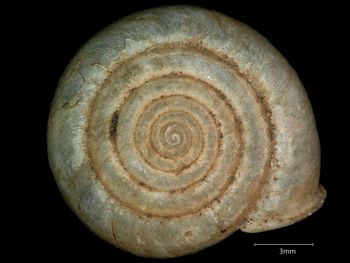Media type: image;   Malacology 167225 Aspect: apical